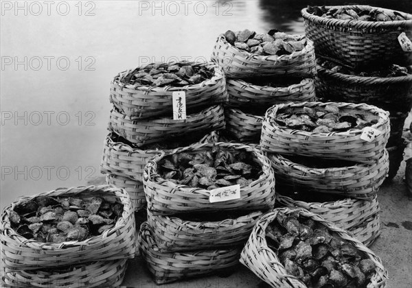 japon, paniers d'huîtres perlières, 1920 1930