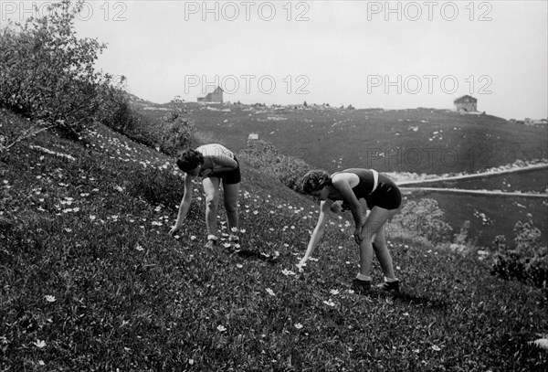 italie, trentino, monte bondone, collection de boutons d'or, 1930 1940