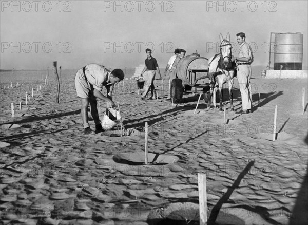 moyen-orient, israël, premières plantations dans les déserts du negev, années 50