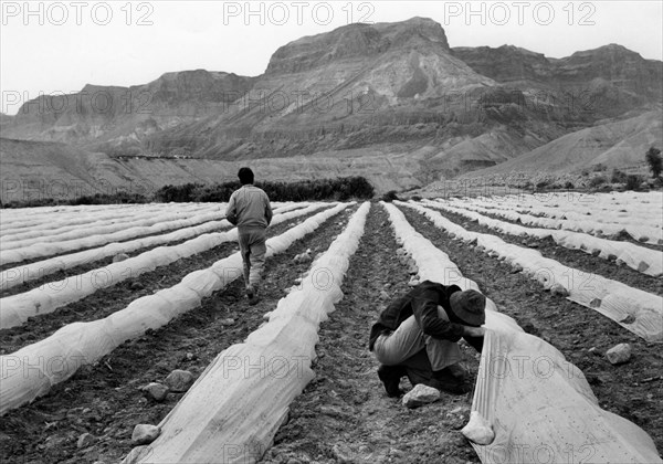 moyen-orient, israel, culture à ein ghedi, 1963