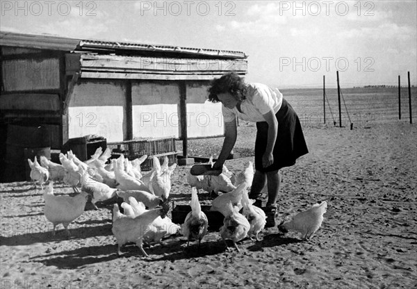 moyen-orient, israel, israel, elevage dans le desert du negev, 1949