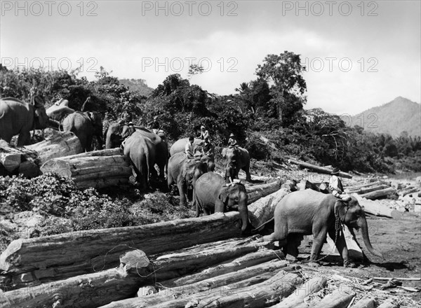 asie, laos, utilisation d'éléphants pour transporter des grumes vers la rivière, 1956