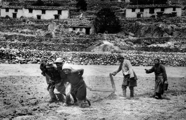 asia, nepal, agricoltura, gli sherpa provvedono all'aratura in assenza di bovini, 1960