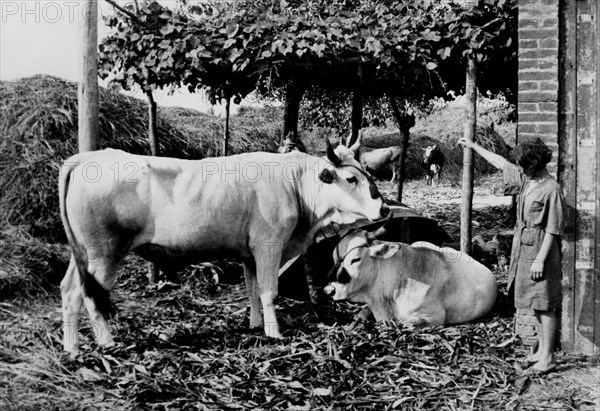 toscane, florence, bœufs dans la ferme, 1920