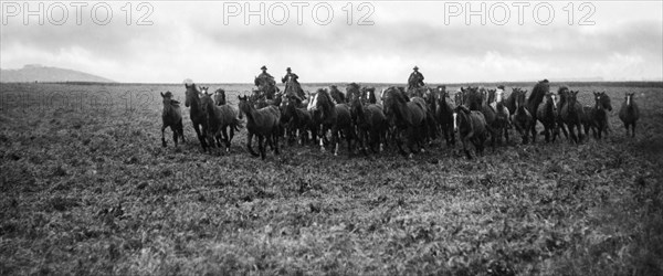 italie, toscane, alberese, cow-boys conduisant un troupeau de chevaux, 1910 1920