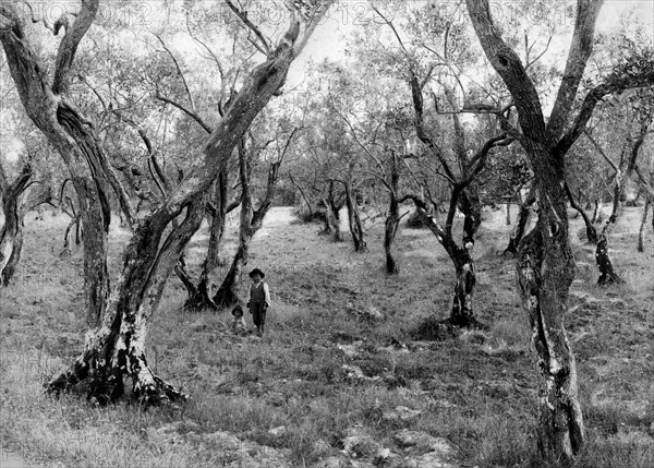 italia, toscana, marina di carrara, bambini in una piantagione di ulivi, 1900 1910