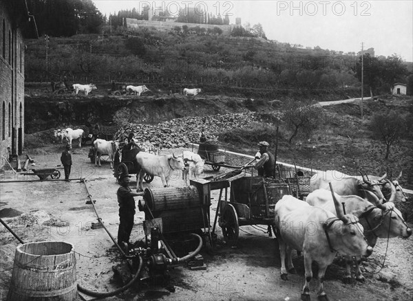 europe, italie, toscane, gaiole in chianti, pressage du raisin dans les caves de brolio, 1930
