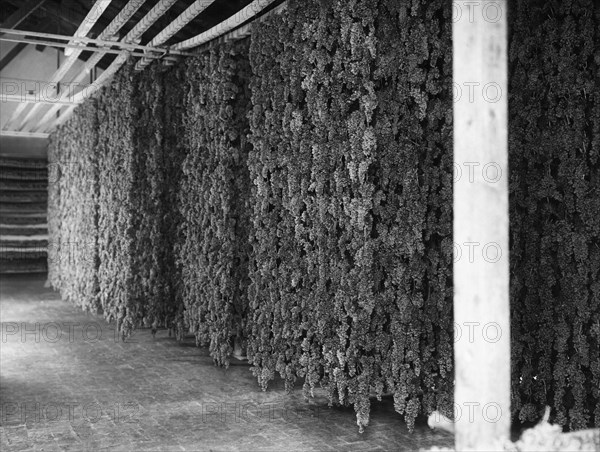 europe, italie, toscane, gaiole in chianti, séchage du raisin dans les caves de brolio, 1930