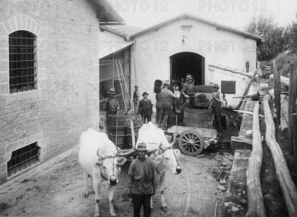 europe, italie, toscane, gaiole in chianti, égrappage des raisins dans les caves de brolio, 1930