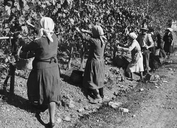 europe, italie, toscane, sienne, gaiole in chianti, agriculteurs pendant les vendanges à brolio, 1930