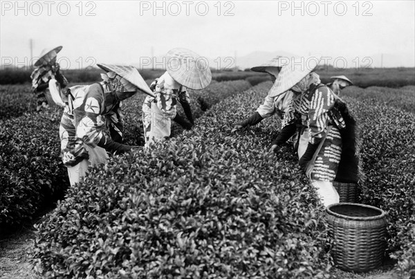 japon, cueillette du thé dans les plantations, 1920 1930