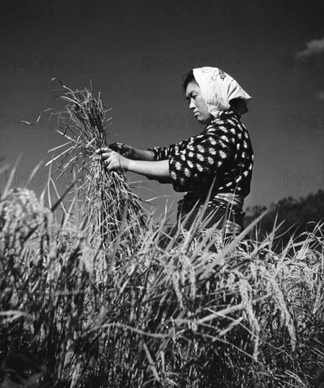 japon, récolte du riz près de kyoto, 1959
