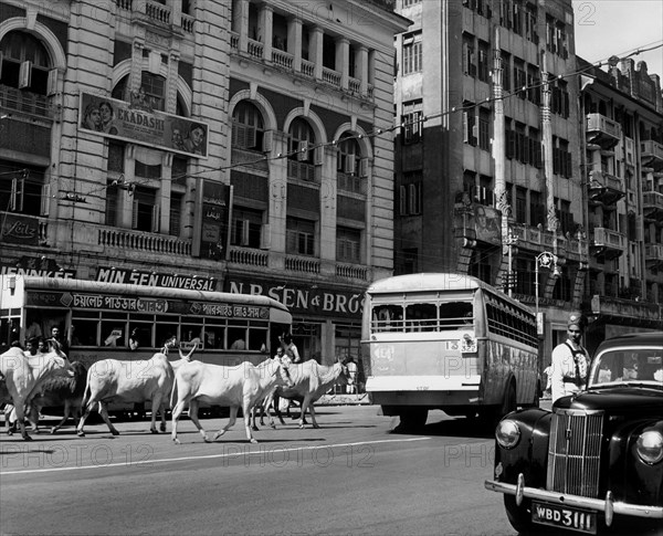 asie, inde, calcutta, une rue avec des vaches sacrées au milieu de la circulation, 1964