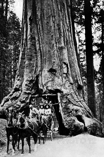 amérique, californie, une caravane à la sortie du séquoia séculaire, 1920 1930