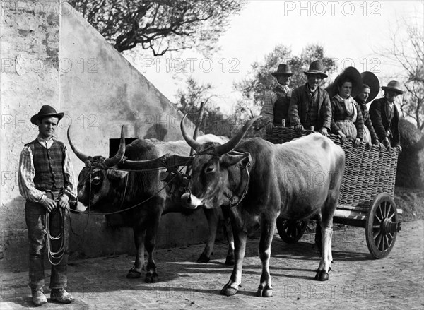 europe, italie, toscane, sienne, paysans sur un chariot tiré par des bœufs, 1910 1920