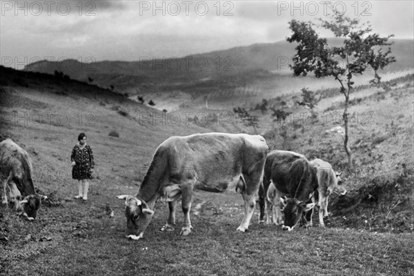 europe, italie, toscane, san baronto, pâturage de bétail, années 1920