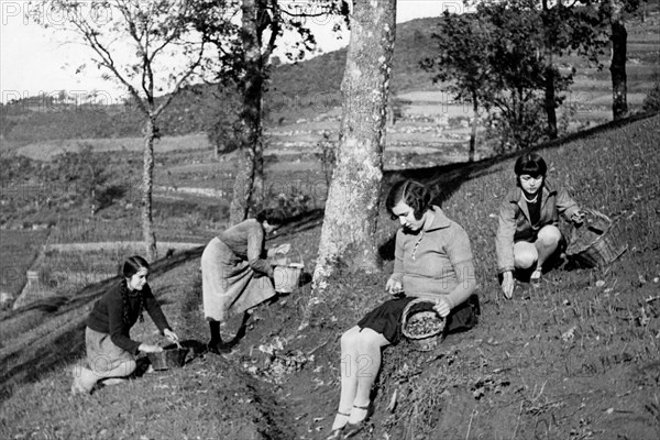 europe, italie, toscane, san baronto, femmes pendant la cueillette des glands, années 1920