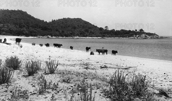 europa, francia, corsica, solenzara, una mandria di bovini sulla spiaggia, 1959