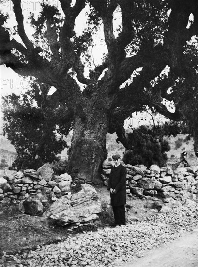 europe, france, corse, corse, arbre centenaire, 1900 1910