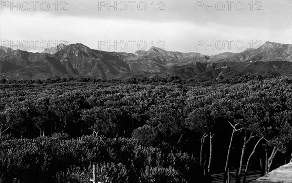 europe, italie, toscane, la pinède de viareggio, 1946