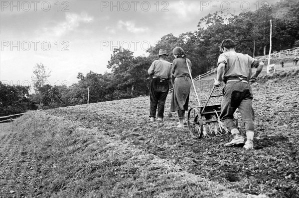 italie, toscane, pistoia, paysans pendant les semailles, 1920 1930