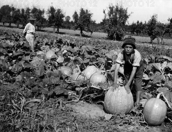 italie, toscane, culture de la citrouille, 1920 1930