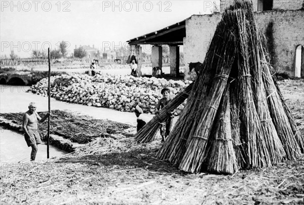 campanie, frattamaggiore, extraction du chanvre des cuves de trituration, 1910 1920