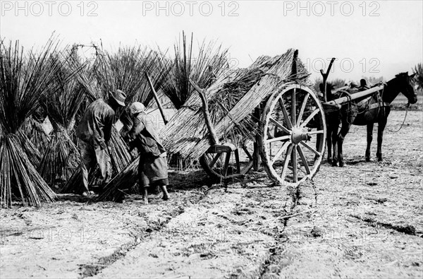 campanie, frattamaggiore, transport du chanvre vers l'épandeur, 1920