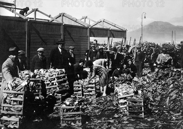 campanie, castellamare di stabia, classement et traitement des légumes, 1910 1920