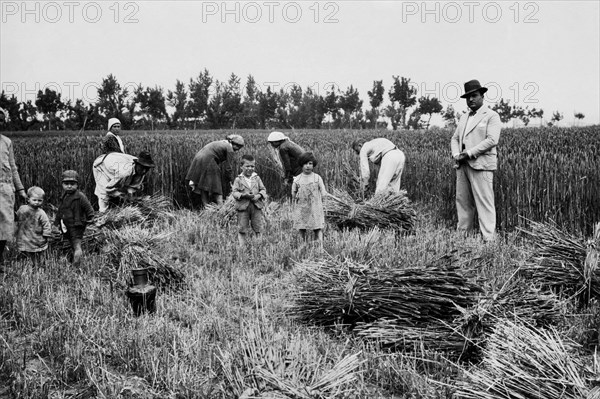 italie, campanie, une scène de récolte, 1920 1930