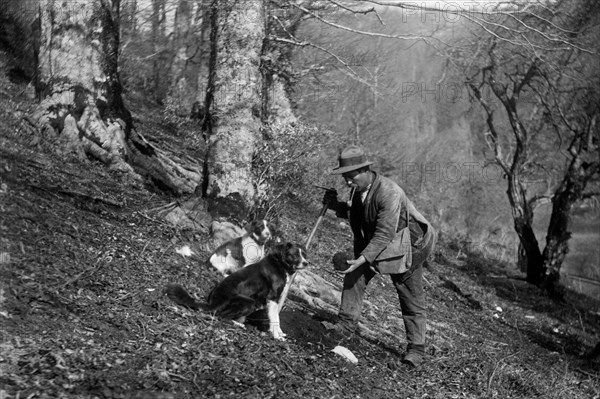 italia, campania, bagnoli irpino, ricercatore di tartufi in un bosco con i suoi cani, 1930