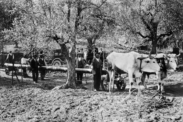 italie, basilicate, aqueduc de pugliese, transport de tuyaux avec des bœufs, 1920 1930