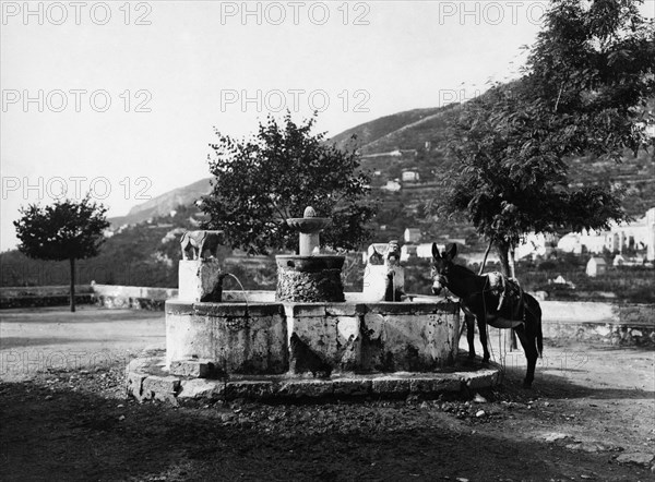 italie, campanie, ravello, âne au printemps, 1930