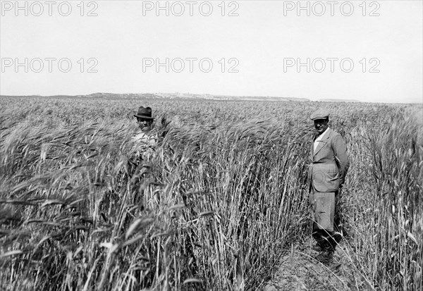 italie, sicile, gela, champ de blé, 1937