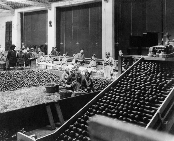 italie, sicile, catane, industrie alimentaire, transformation des fruits, 1920