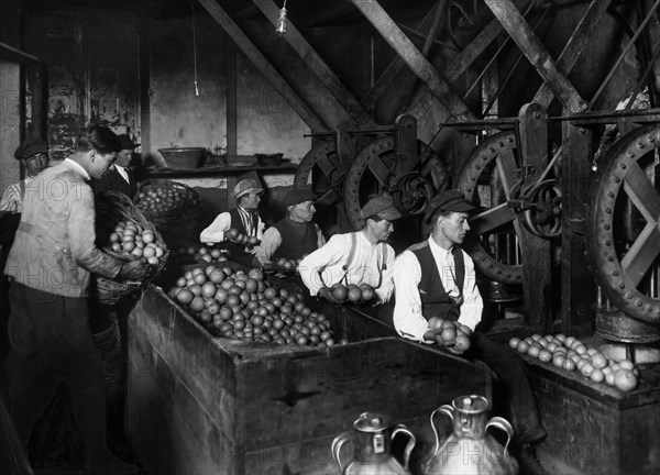 italie, sicile, traitement de la bergamote, extraction de l'essence, 1910 1920
