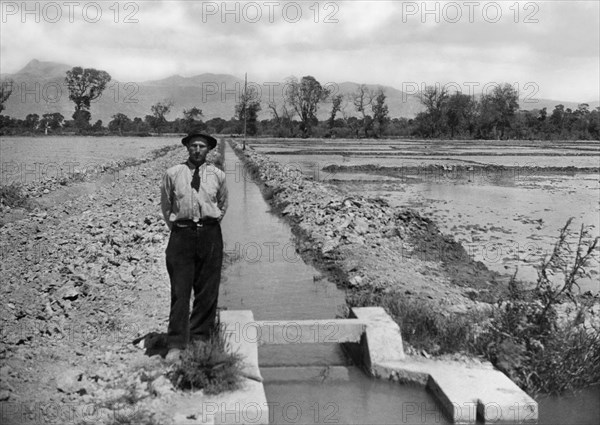 italie, calabre, plaine de sibari, cassano jonio, rizières, années 1940