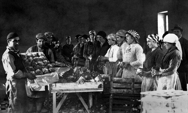 europa, italie, calabre, sibari, mise en cage des laitues, 1920 1930