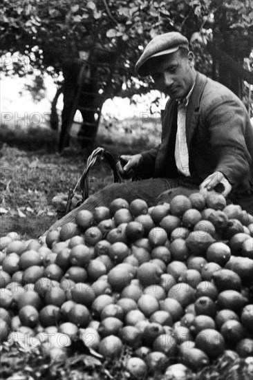 europa, italie, calabre, scilla, cueillette de citron près de favazzina, 1920 1930