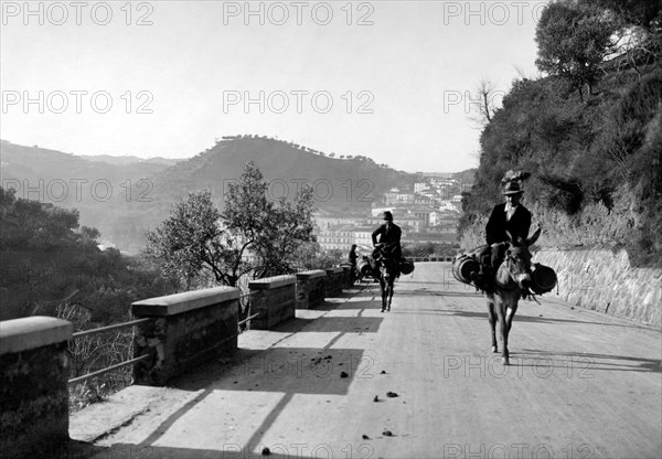 europe, italie, calabre, cosenza, utilisation de mules comme moyen de transport, 1934
