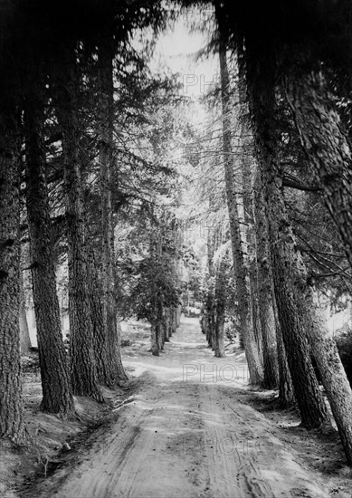 europe, italie, calabre, sila, avenue de la pépinière, 1920 1930