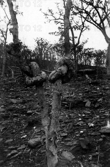 afrique, éthiopie, mai haini, les nœuds sur les plantes représentaient les manières des négus, 1920 1930