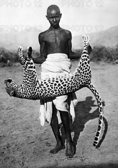 afrique, éthiopie, capture d'un léopard, 1920 1930