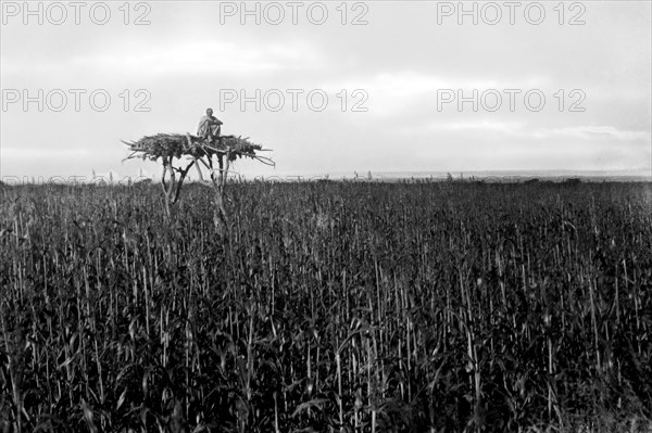 afrique, ethiopie, gardien des champs de dura dans le bassin de tzana, 1920 1930