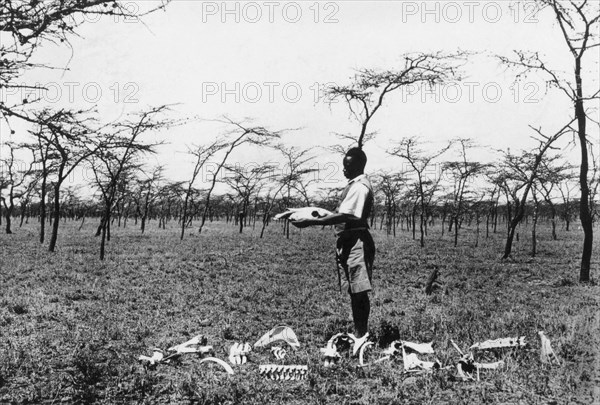 afrique, kenya, ossements d'animaux laissés par des prédateurs, 1920