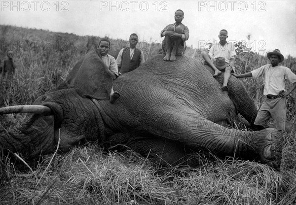 afrique, kenya, un éléphant abattu, 1930