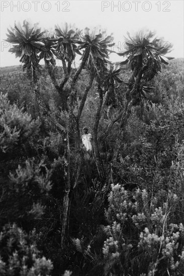 afrique, kenya, une femme indigène dans une végétation typique, 1930