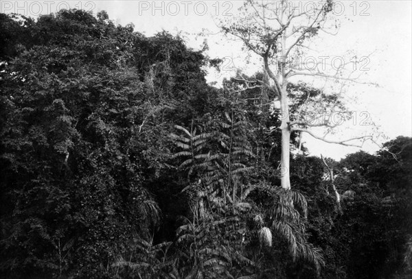 afrique, congo belge, photo de la forêt impénétrable d'ituri, 1927 1930