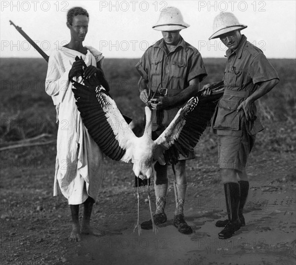 afrique, somalie, el gorum, un échassier, 1930 1940