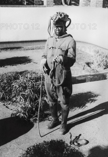 afrique, afrique du sud, port elisabeth, le gardien de l'institut du sérum avec des cobras et des serpents venimeux, 1920 1930